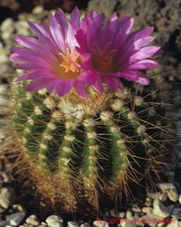 Notocactus cv.  muegelianus x purpureus